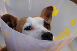 dog-1191662_960_720