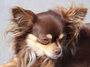 1280px-brouwn_chiwawa_dog